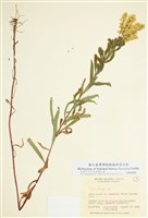 藏品(一枝黃花屬)的圖片